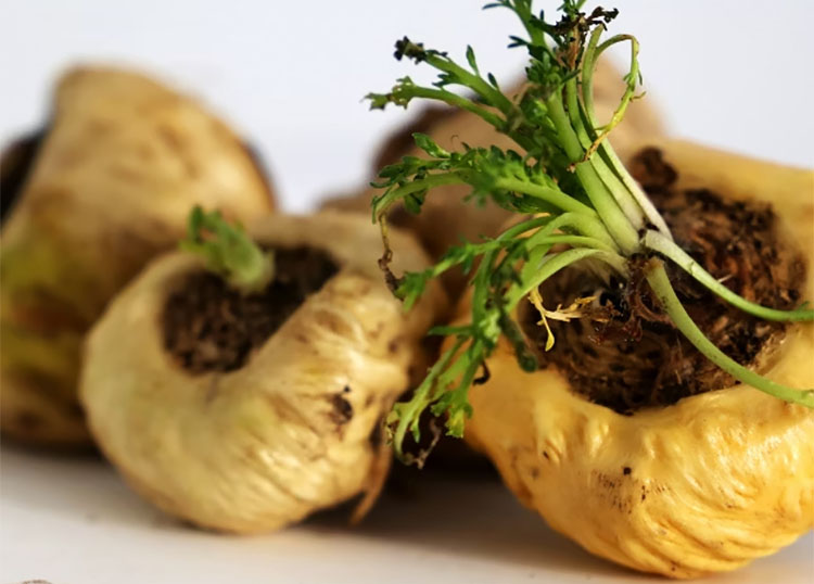 🧪瑪卡（Maca）