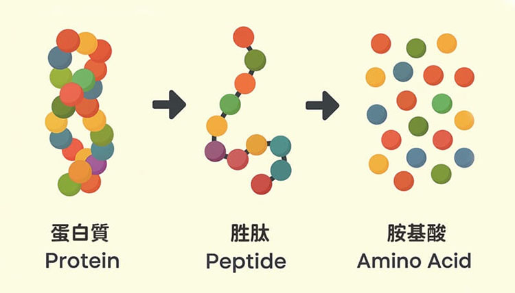 🧪氨基酸＋維生素群