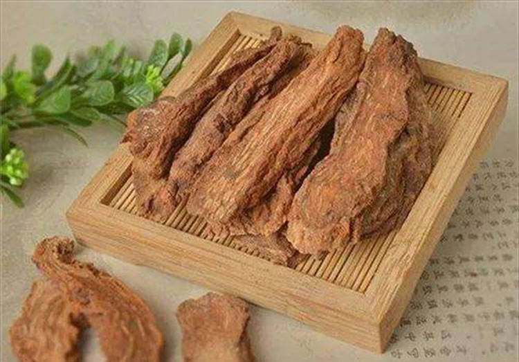 鎖陽：補腎壯陽的關鍵成分